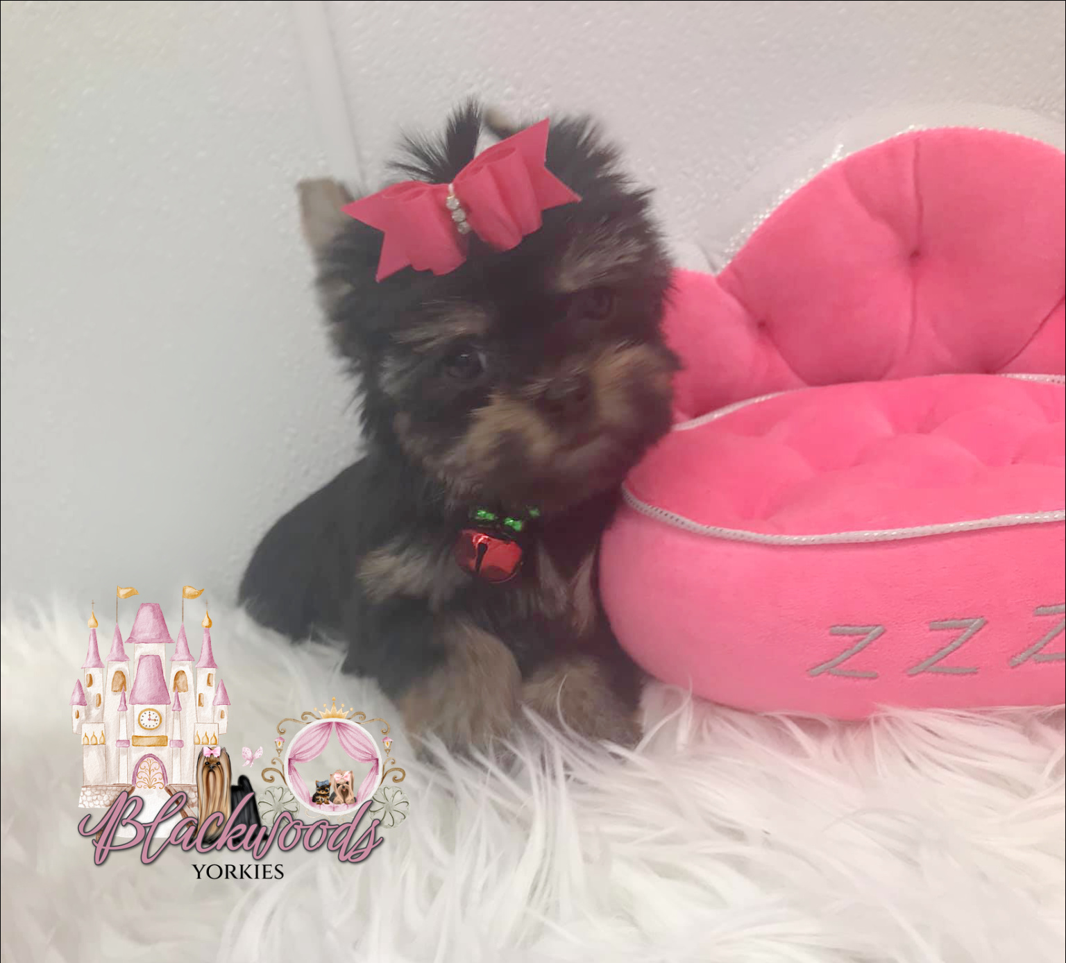 Babydoll Yorkshire Terrier puppy from Blackwoods Yorkies in Ohio