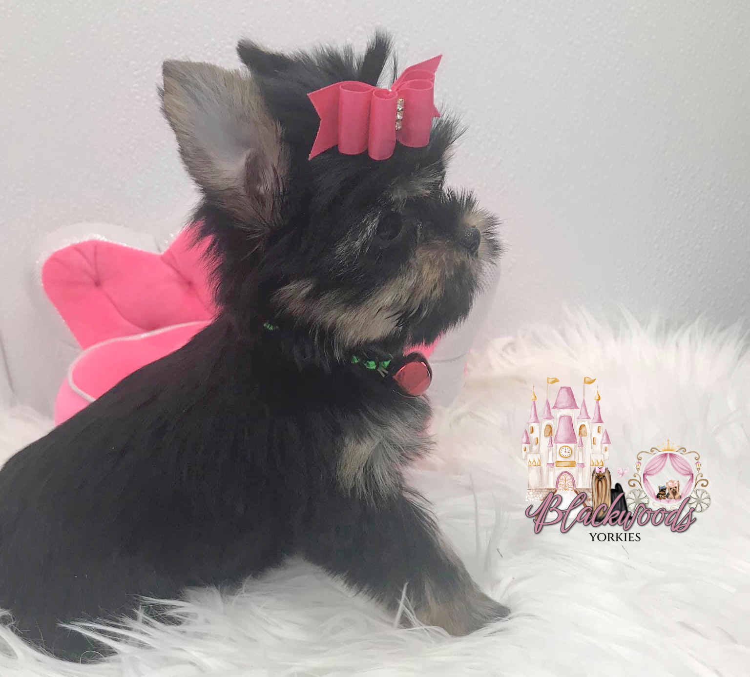 Adult Blackwoods Yorkshire Terrier