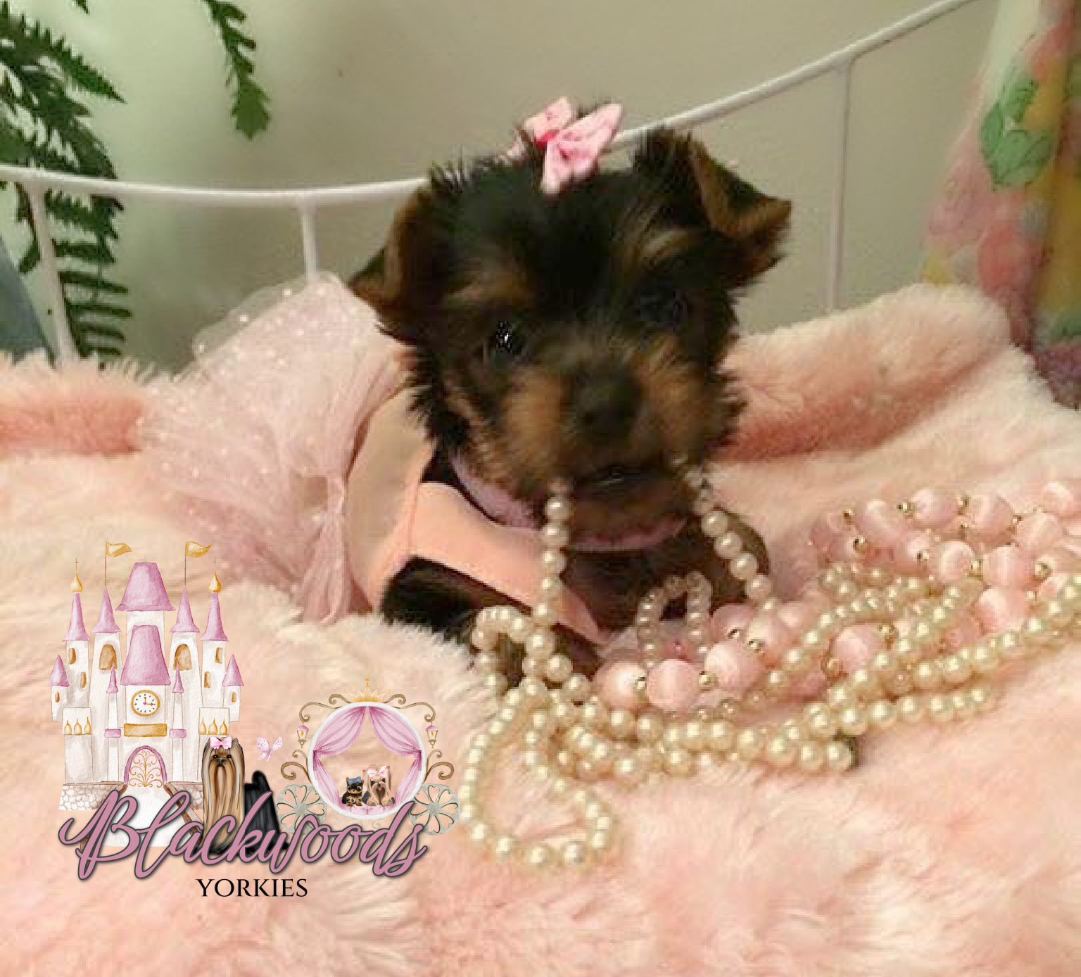 Tiny Yorkie puppy