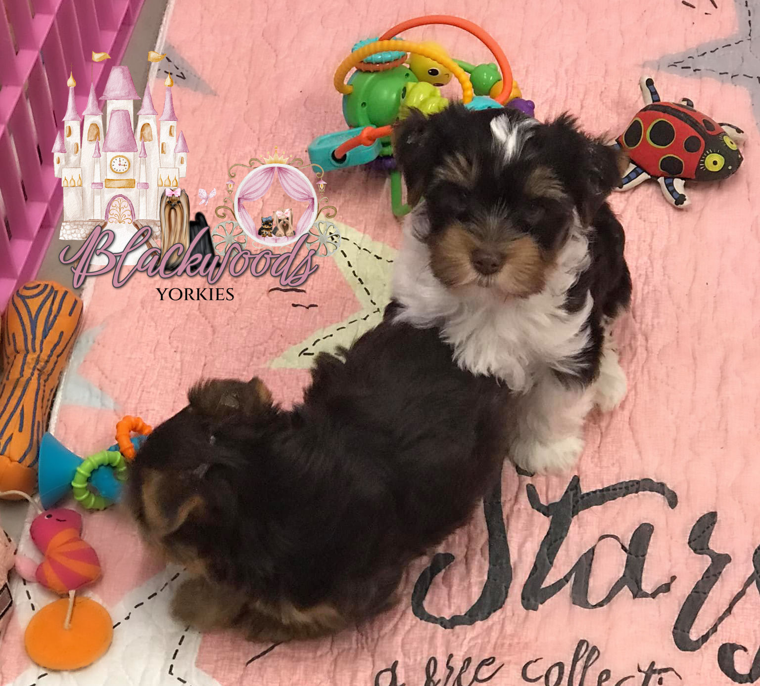 Yorkie puppy