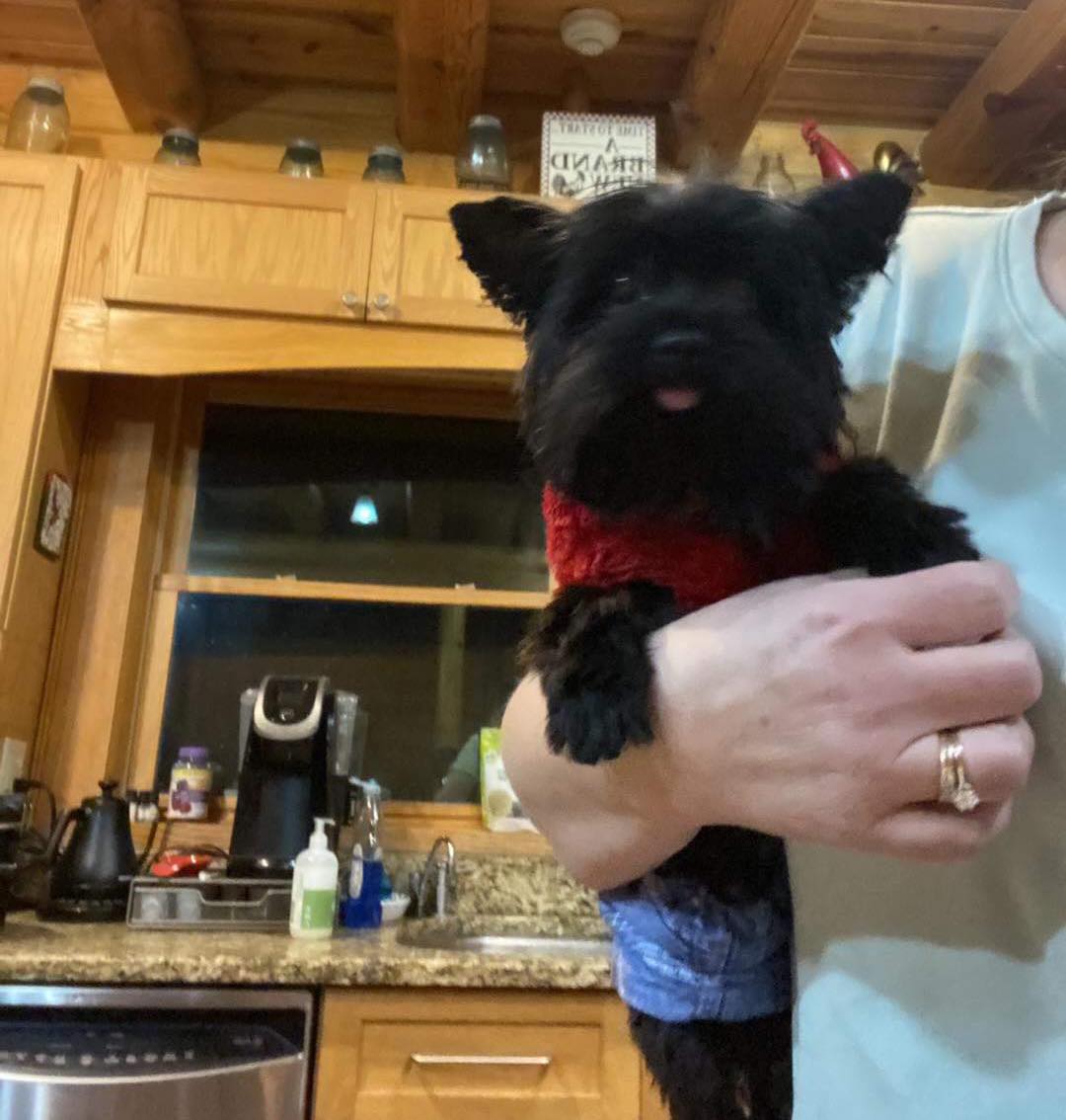 Blackwoods Yorkie