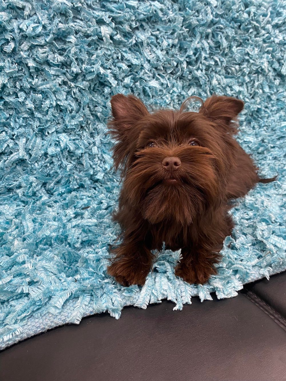 Blackwoods Yorkie