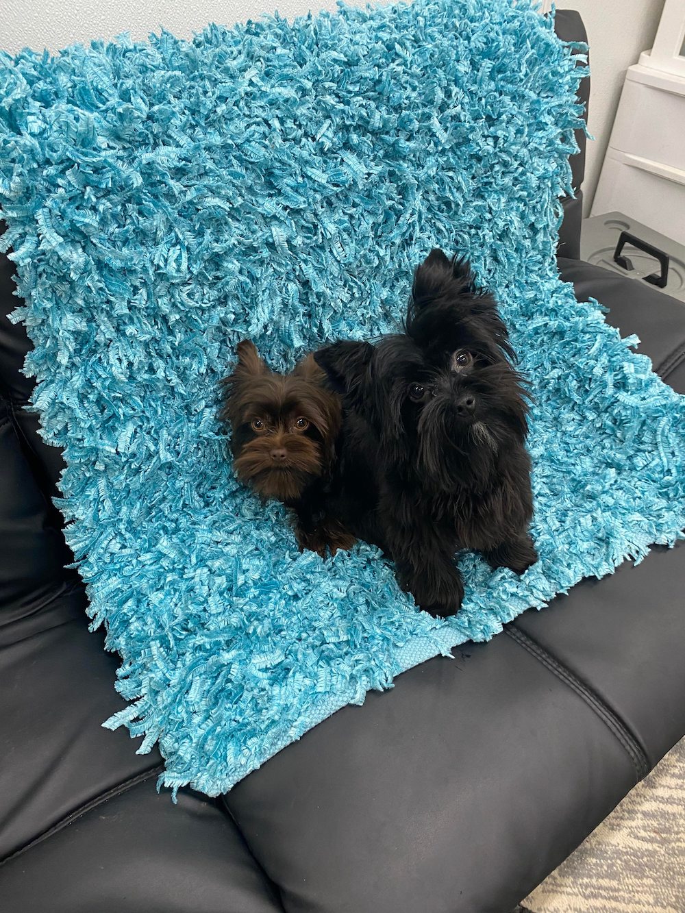 Blackwoods Yorkie