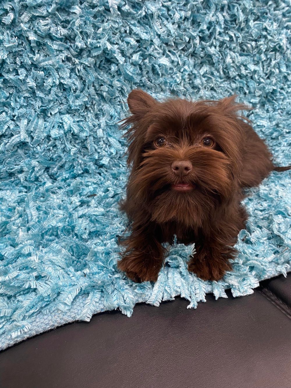 Blackwoods Yorkie
