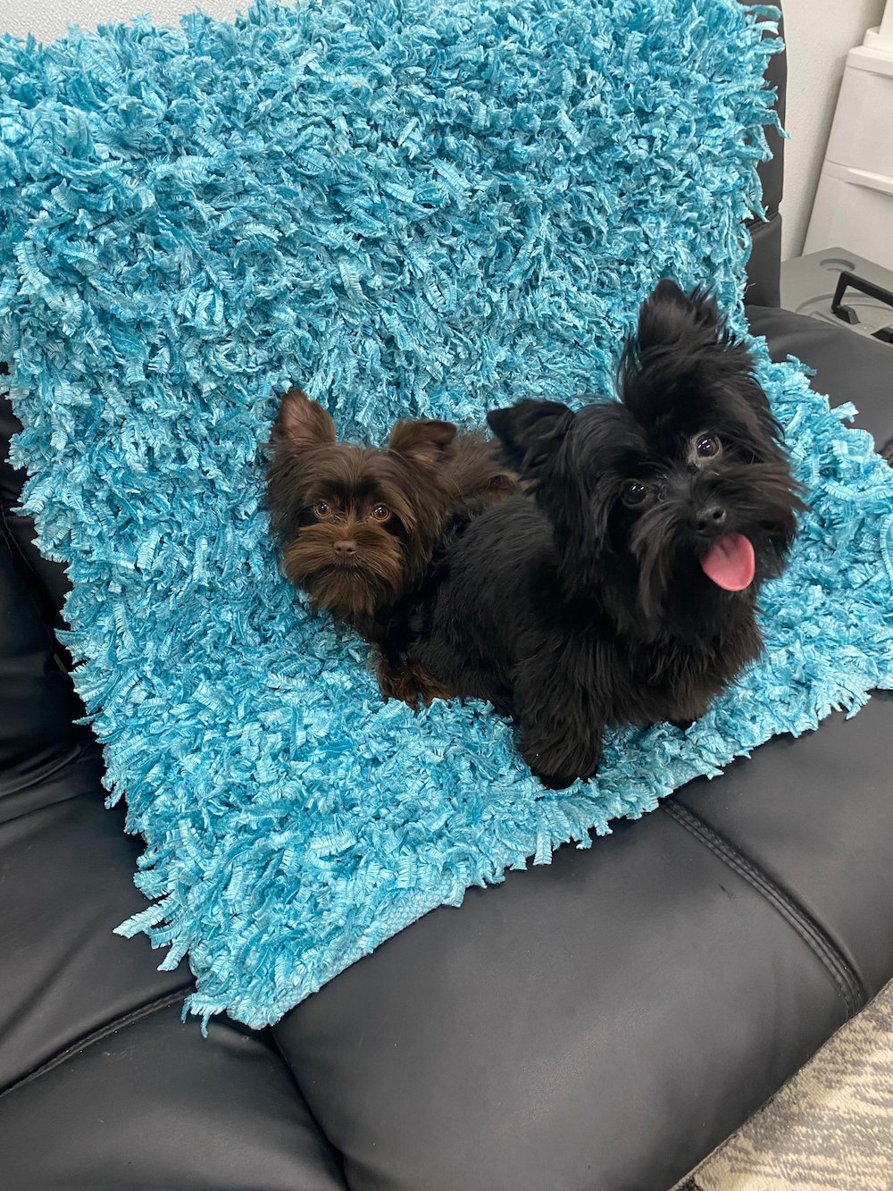 KB Black Yorkie