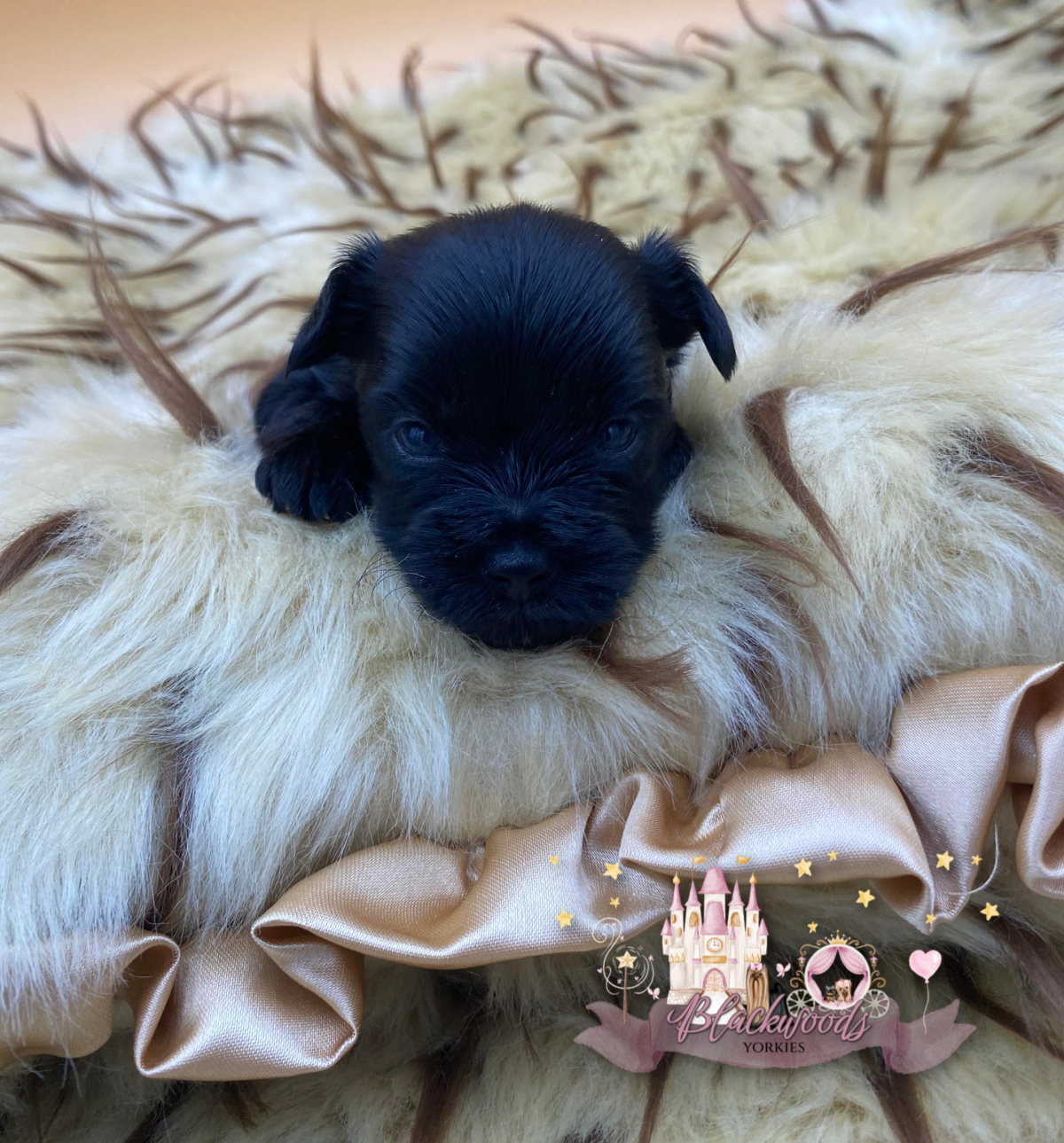 Yorkie puppy at home