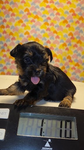 CKC Female – Layla 2