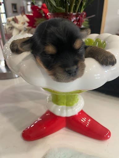 Akc Teacup Male Yorkies 2