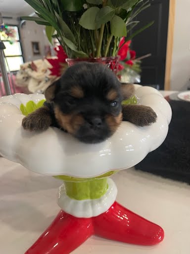 Akc Teacup Male Yorkies 3