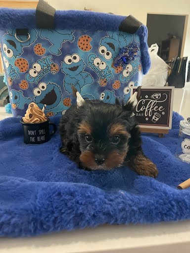 CKC Teacup Yorkie 2