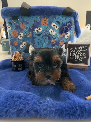CKC Teacup Yorkie 3